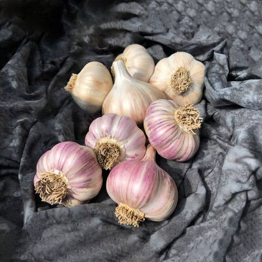 1st Time Garlic Growers Package Certified Organic