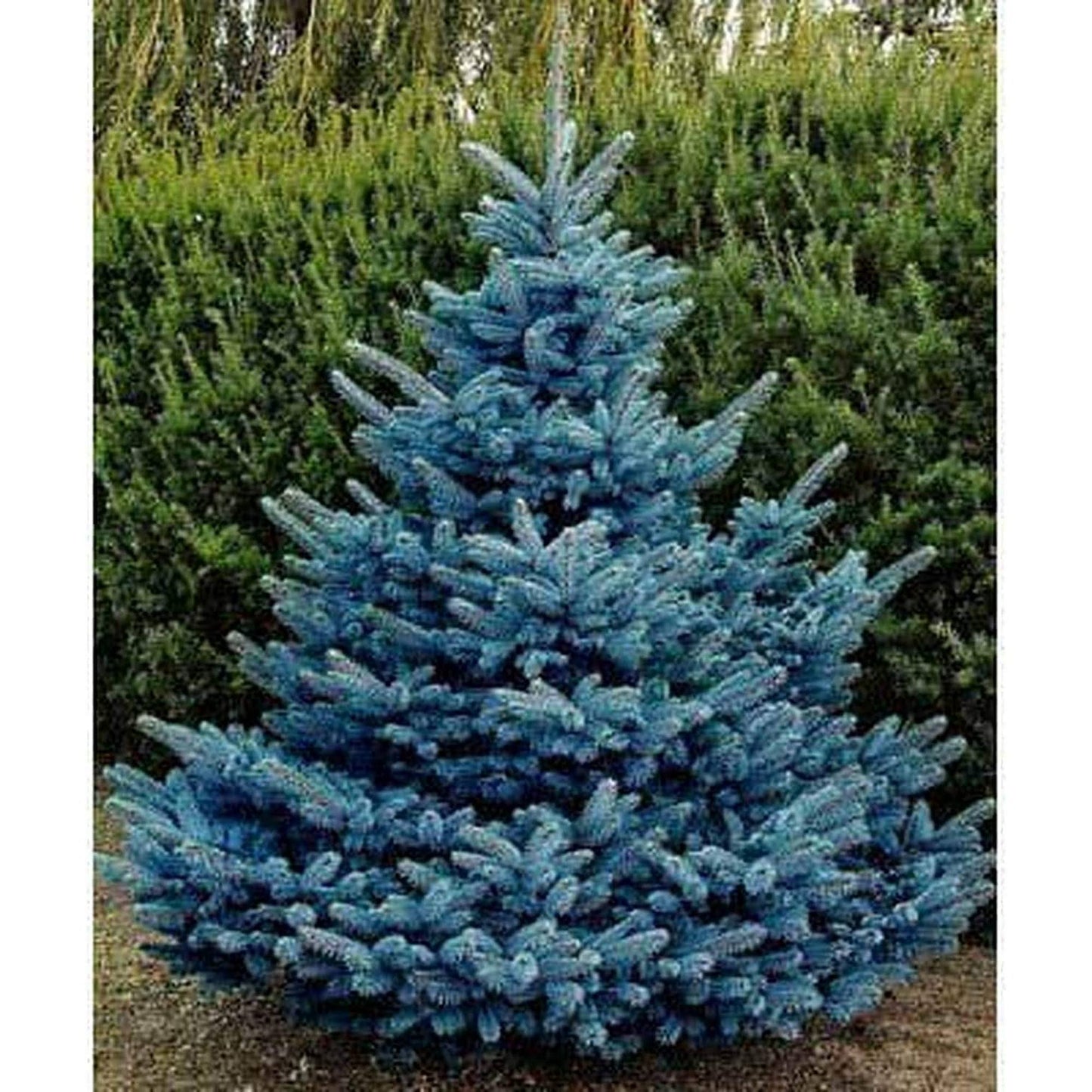 100 Blue Spruce Seeds for Planting Colorado Blue Spruce, Picea pungens glauca