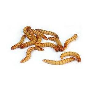 2000 Live Mealworms Reptile Birds Chickens Fish Food Medium