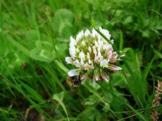 White Dutch Clover Seed Nitro Coated & Inoculated- 20 lbs.