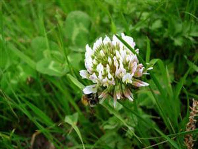 White Dutch Clover Seed Nitro Coated & Inoculated- 1 lb.