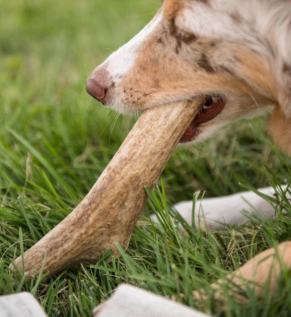 Whole Elk antler dog chews- !!