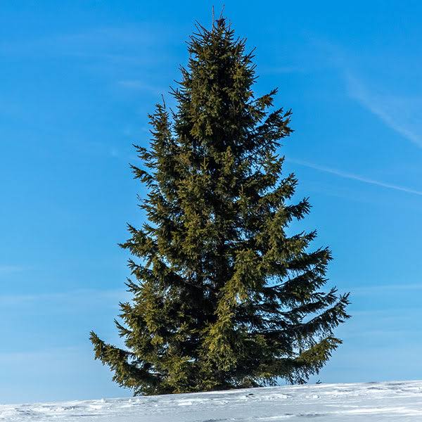 1 Gallon - Black Hills Spruce Tree - Spectacular Gray-Blue Foliage