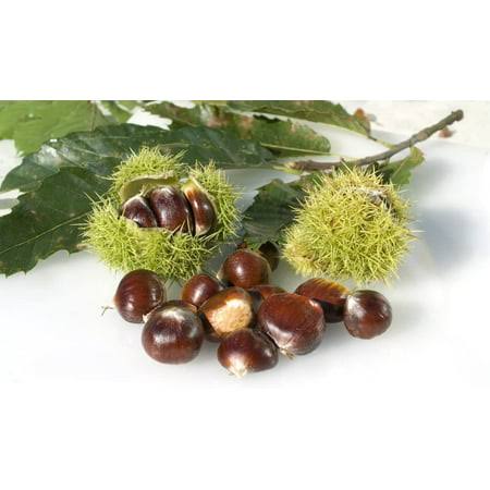 6 Chestnut Tree Seeds for Planting