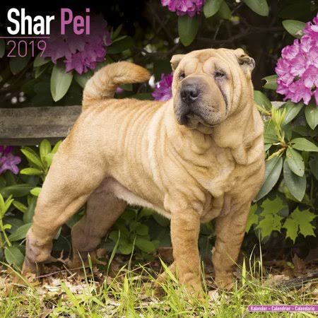 2023 2024 Shar Pei Calendar Dog Breed Monthly Wall Calendar 12 x 24 Open