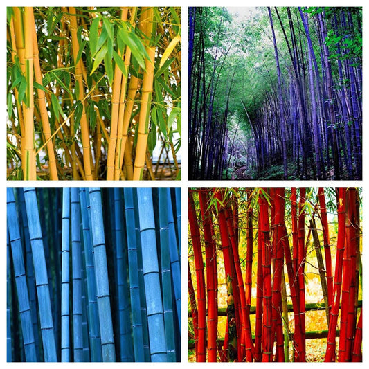 200+ Giant Bamboo Seeds for Planting Outdoors, 4 Colors, Privacy Screen Good for Environment Shade - Landscaping -Tolerant Home Decor Landscaping,