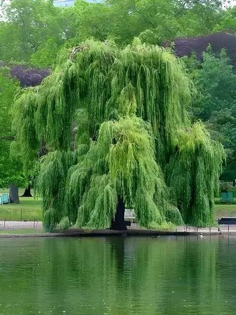 Weeping Willow Tree, Lush Foliage, Low Maintenance, Zones 3-9