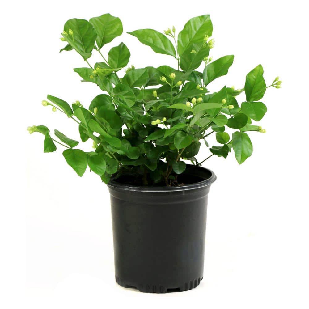 2.5 qt. Sambac White Jasmine Arabian Plant in Pot