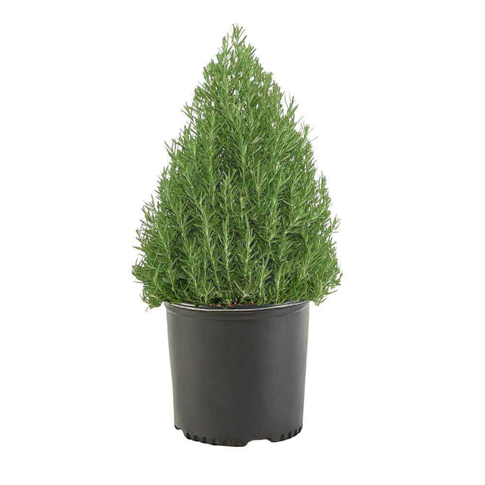 1 gal. Rosemary Evergreen Plant with Pale Blue to White Flowers