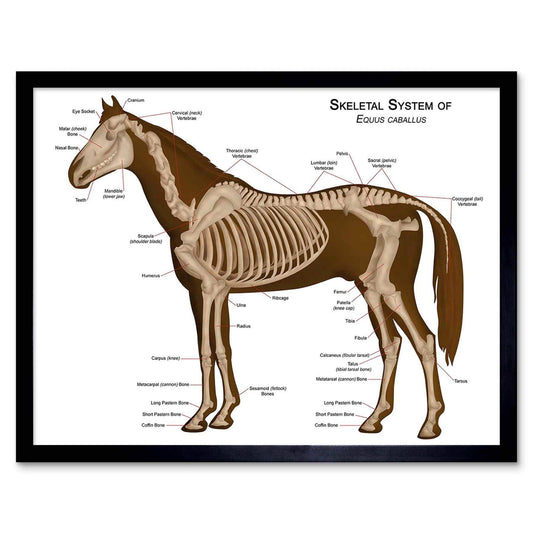 Wee Blue Coo Animals Skeleton Bones Horse Anatomy Art Print Framed Poster Wall Decor 12x16 inch