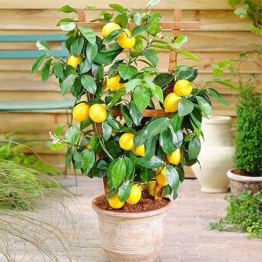 1 Gallon - Meyer Lemon Bush - Grow Lemons Anywhere in the Country, Outdoor Plant