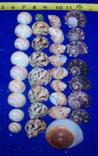 30+ Assorted Hermit Crab Shells by northfloridashells