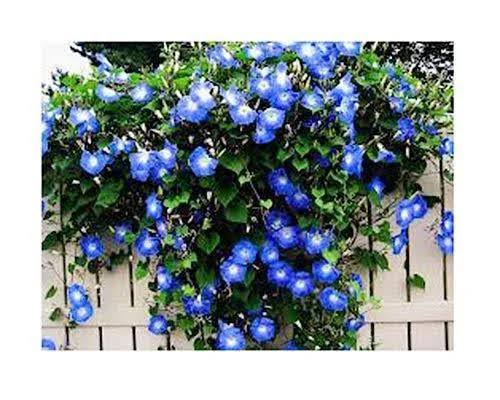 250 Heavenly Blue Morning Blooming Vine Seeds - Wonderful Climbing Heirloom Vine