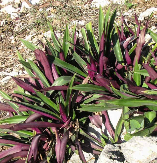 1 PLANT- Tradescantia Spathacea - Boat Lily - Moses In The Cradle - Live Plant - Very Easy To Live