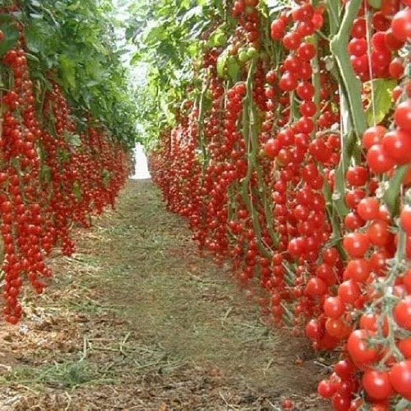 15+ Climbing Tomato Seeds - 9