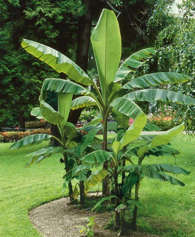 Yunaksea Basjoo Banana Tree Cold Hardy Banana Plant Live Ornament Garden 6 Inches