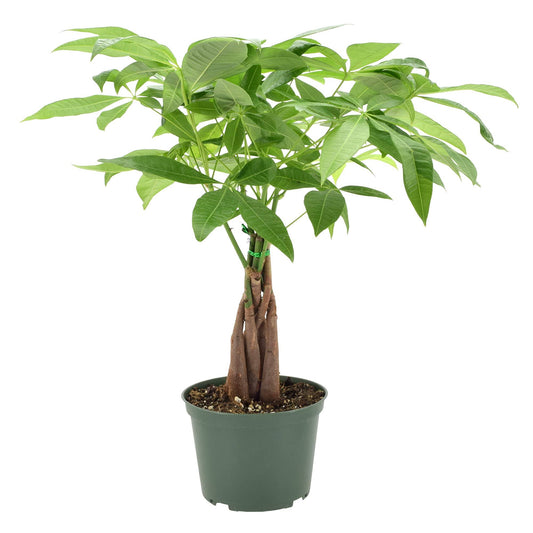 4 Live Money Tree in Pot Arcadia Garden Products