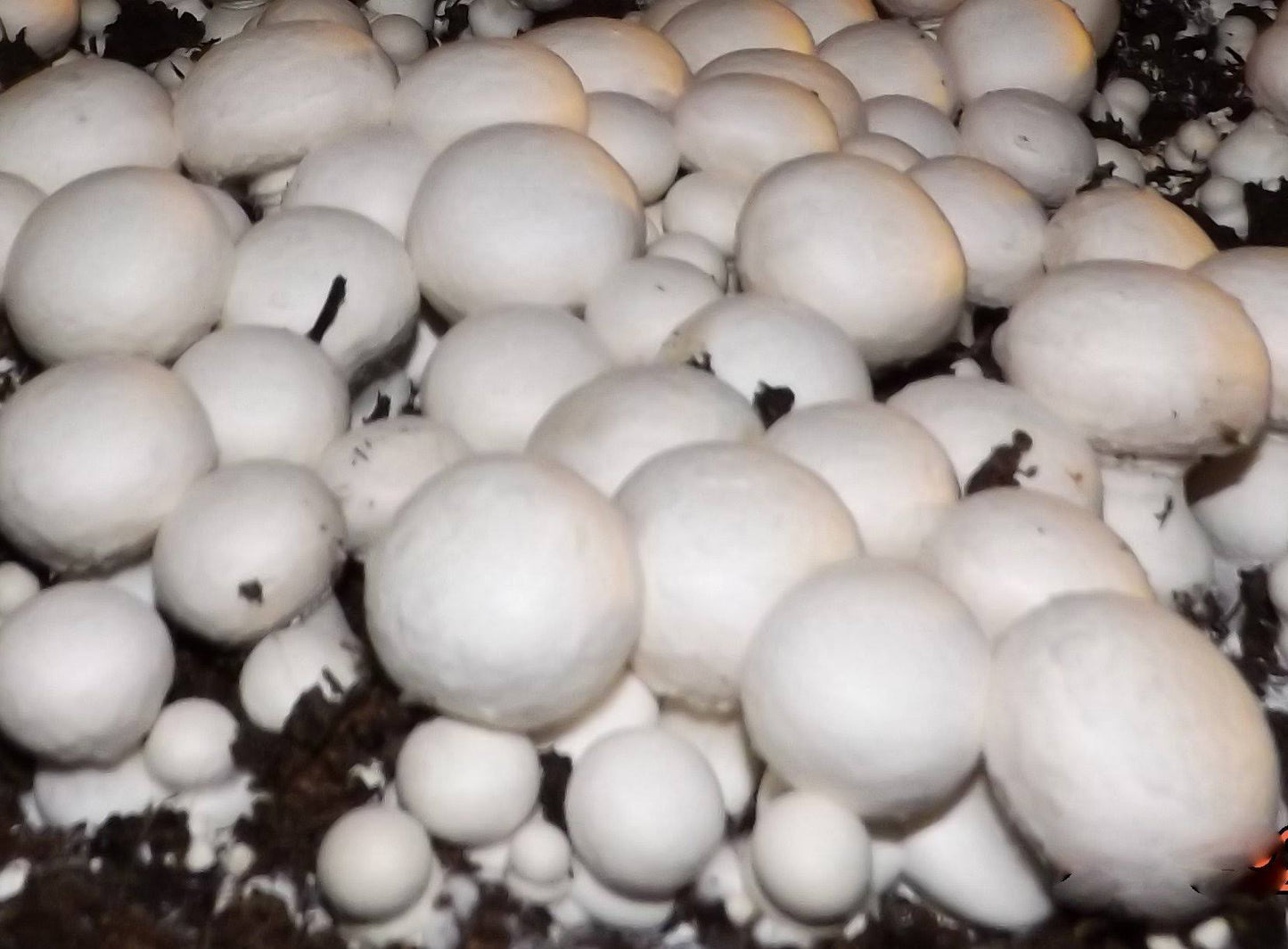 White Button Mushroom Growing Kit Makes It Easy to Grow Your Fresh Shrooms